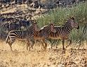 181 Damaraland, etendenka mountain camp, zeldzame hartmanns bergzebra